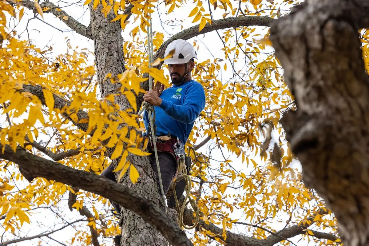 Skilled Tree Planting crew working in Piqua